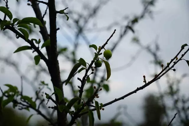 Mantolu Kadın ve Erik Ağacı 